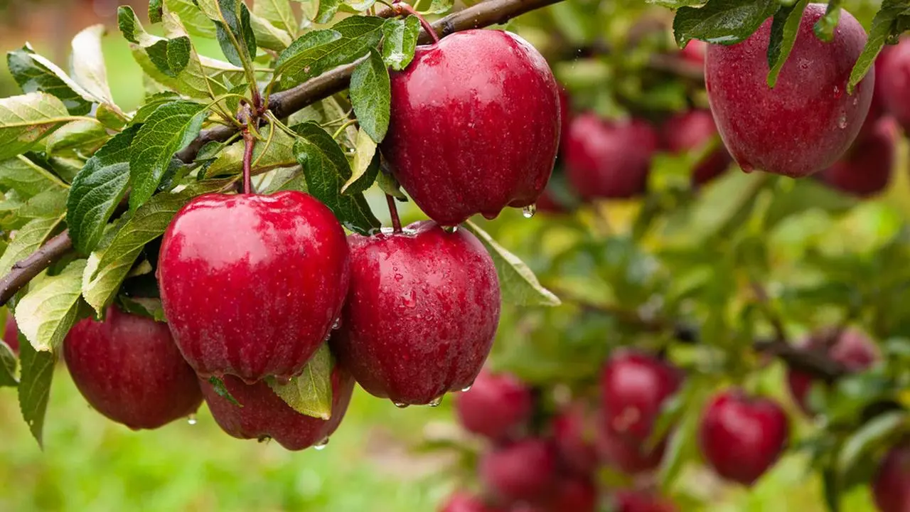 FRUTAS PARA DEPOIS DOS 50 ANOS