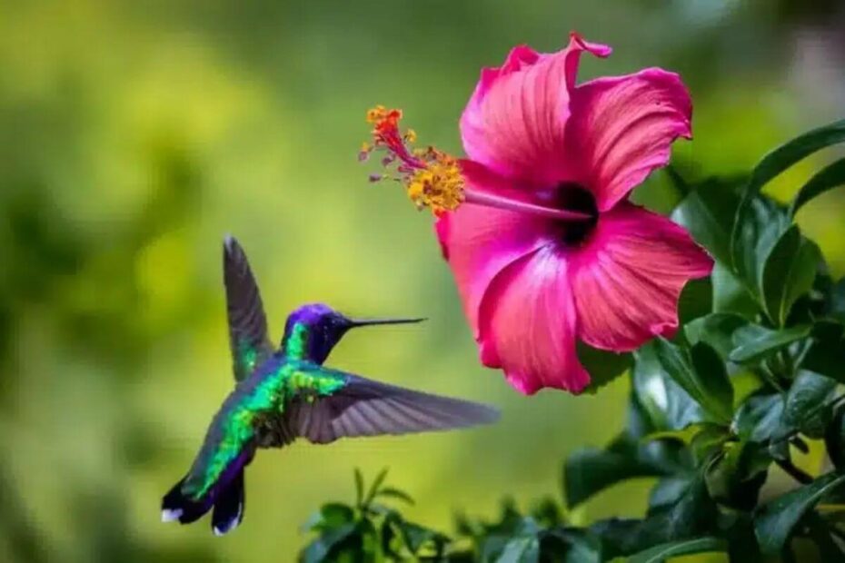 Atraia Borboletas e Beija-flores