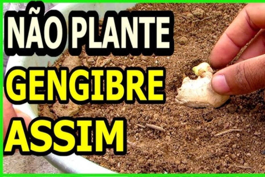 plantar gengibre em casa